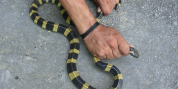 Un bărbat a fost muşcat de şarpe. Acesta s-a răzbunat mușcându-l și el, iar şarpele a murit