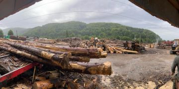 12 percheziții domiciliare efectuate de polițiști pe raza județelor Maramureș și Satu Mare pe linie silvică