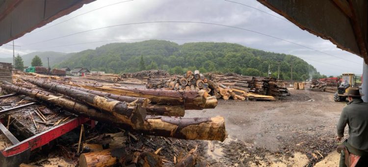 12 percheziții domiciliare efectuate de polițiști pe raza județelor Maramureș și Satu Mare pe linie silvică