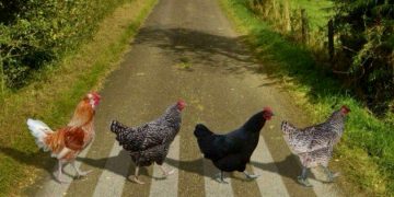 Mesaj hilar către un primar din Maramureș. Să atenționeze o familie care-și scoate găinile pe drumul public