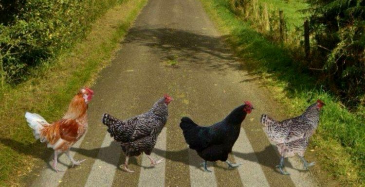 Mesaj hilar către un primar din Maramureș. Să atenționeze o familie care-și scoate găinile pe drumul public