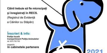 Subvenţii pentru sterilizarea câinilor din Baia Mare