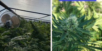 Cultivator de cannabis într-o seră, reținut de polițiști