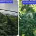 Cultivator de cannabis într-o seră, reținut de polițiști
