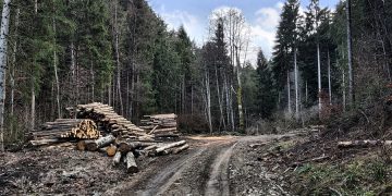 Dincolo de violența hoților