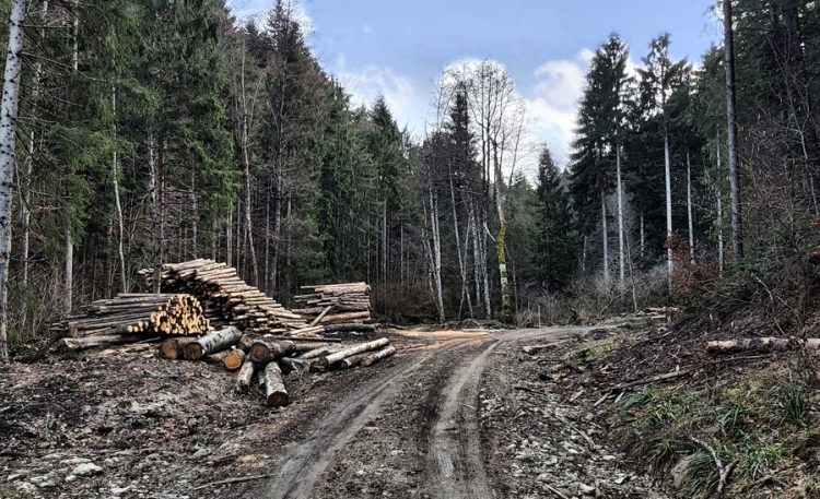 Dincolo de violența hoților