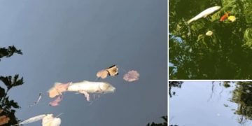 NU mai hrăniți peștii din lacul Parcului Regina Maria! – foto