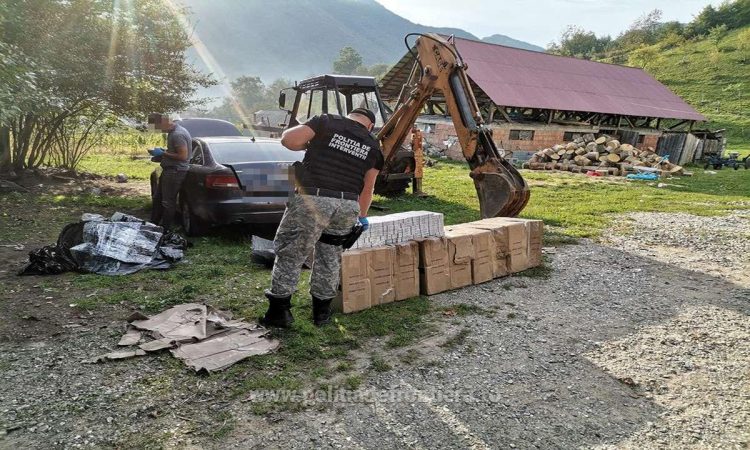 Percheziţie domiciliară la Bistra, doi cetățeni ucraineni cercetați pentru contrabandă și 25.000 pachete cu țigări confiscate