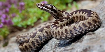 ATENŢIE TURIŞTI! S-a semnalat prezenţa viperei în zona Vf. Igniş