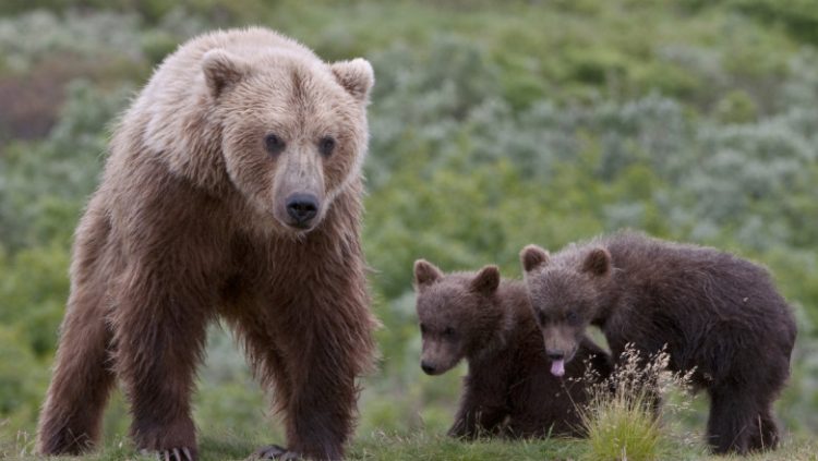 Mai tare ca vânătorul! O ursoaică a sfâșiat o persoană aflată la vânătoare de… mistreți.