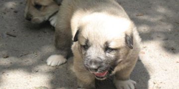 Doi căţei furaţi dintr-un ţarc al unei asociaţii din Baia Mare. Ce voiau să facă hoţii cu patrupezii