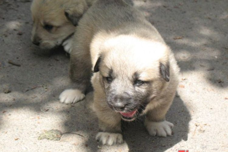 Doi căţei furaţi dintr-un ţarc al unei asociaţii din Baia Mare. Ce voiau să facă hoţii cu patrupezii