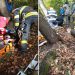 Bărbat rănit după ce un copac a căzut peste el la Tăuţii de Sus – FOTO
