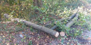 Accident de muncă în Groşii Ţibleşului. Un bărbat de 53 de ani a ajuns la spital după ce copacul pe care îl tăia l-a rănit la cap