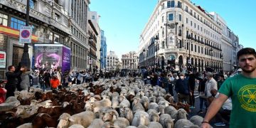 Turme de oi au vizitat astăzi capitala Spaniei!