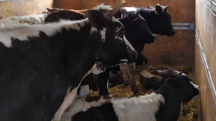 Transportul de animale vii în vizorul polițiștilor din Bogdan Vodă