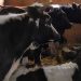 Transportul de animale vii în vizorul polițiștilor din Bogdan Vodă