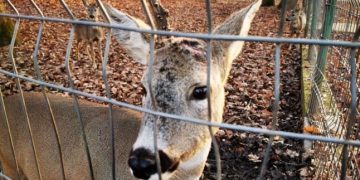 De necrezut! A smuls cornul unui căprior din grădina zoologică!