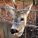 De necrezut! A smuls cornul unui căprior din grădina zoologică!