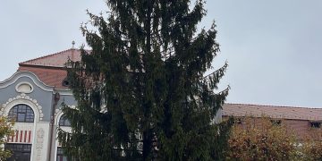 Vine Crăciunul în Baia Mare. Bradul a fost montat