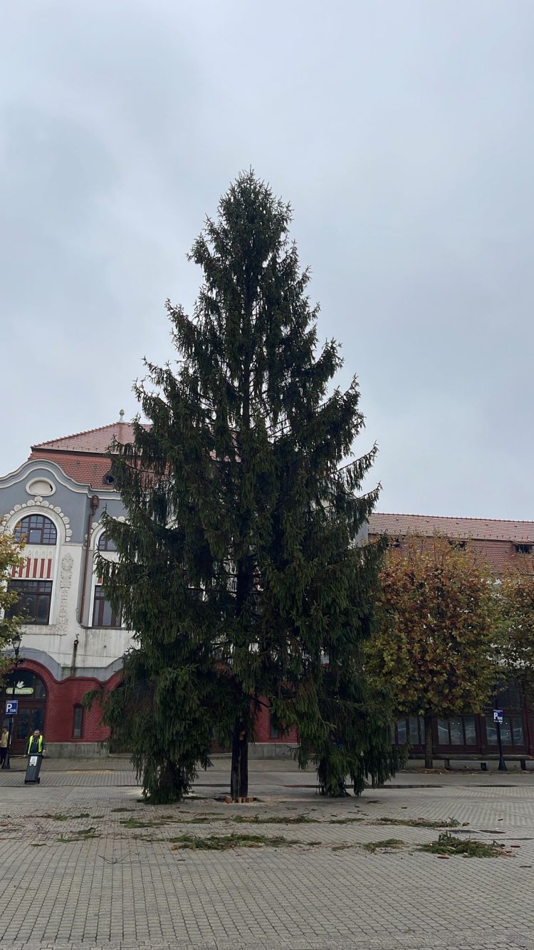 Vine Crăciunul în Baia Mare. Bradul a fost montat