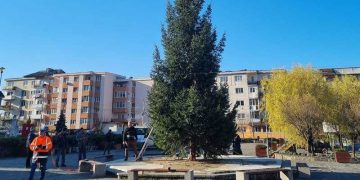 Băisprienii se vor bucura de un brad donat chiar de unul dintre ei