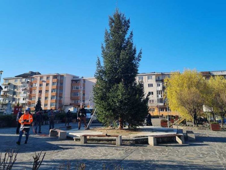 Băisprienii se vor bucura de un brad donat chiar de unul dintre ei