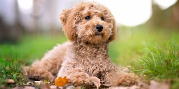 Două dosare penale pentru ”uciderea animalelor cu intenţie, fără drept”: bovină decedată la Pribileşti, două căţeluşe otrăvite la Ulmeni