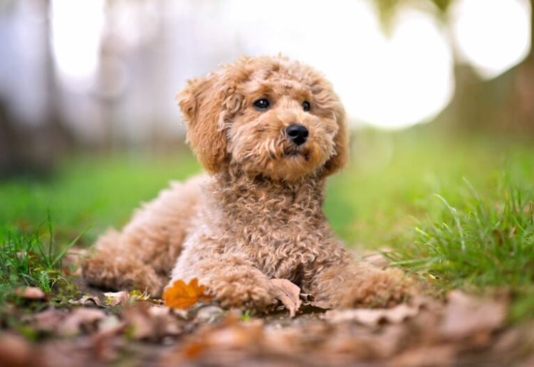 Două dosare penale pentru ”uciderea animalelor cu intenţie, fără drept”: bovină decedată la Pribileşti, două căţeluşe otrăvite la Ulmeni