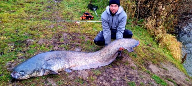 Pe malurile Turului a fost prins un monstru de 70 de kilograme