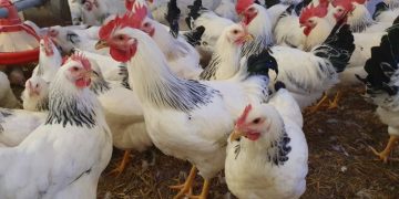 România este pe locul doi în UE la creșterea prețului la carnea de pui