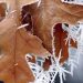 Prognoza meteo pentru următoarele două săptămâni