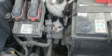 ATENTIE!! A venit frigul și pisicuțele se ascund la motorul cald.
