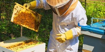 APIA efectuează plata ajutorului de minimis pentru sectorul apicol
