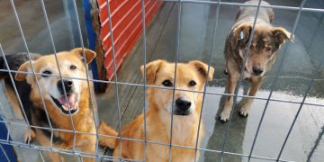 O tânără de 23 de ani din Baia Mare salvează peste 200 de animăluțe