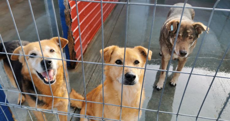 O tânără de 23 de ani din Baia Mare salvează peste 200 de animăluțe