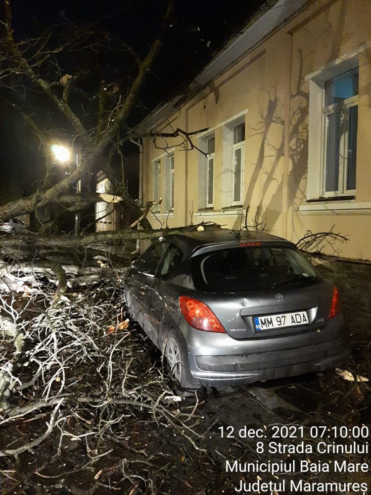 Vijelia a făcut ravagii: Copac căzut peste o mașină din Baia Mare