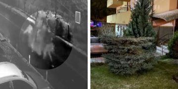Febra decorațiunilor de Crăciun: doi clujeni au tăiat bradul din fața blocului și au fugit cu el