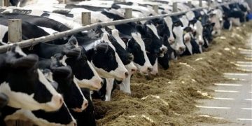 Au fost aprobate cuantumurile pentru sprijinul cuplat în sectorul zootehnic (SCZ) pentru anul de cerere 2021