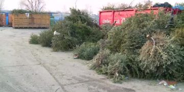 PROIECTUL SPIRE | Băimărenii își pot dona brazii de Crăciun la punctele de colectare din oraș și vor primi în schimb iLEU