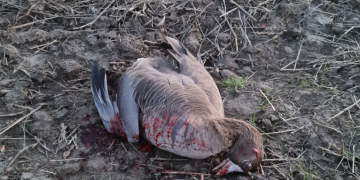 Braconaj pe lacul Iezer Călărași: Gârliță mare, împușcată