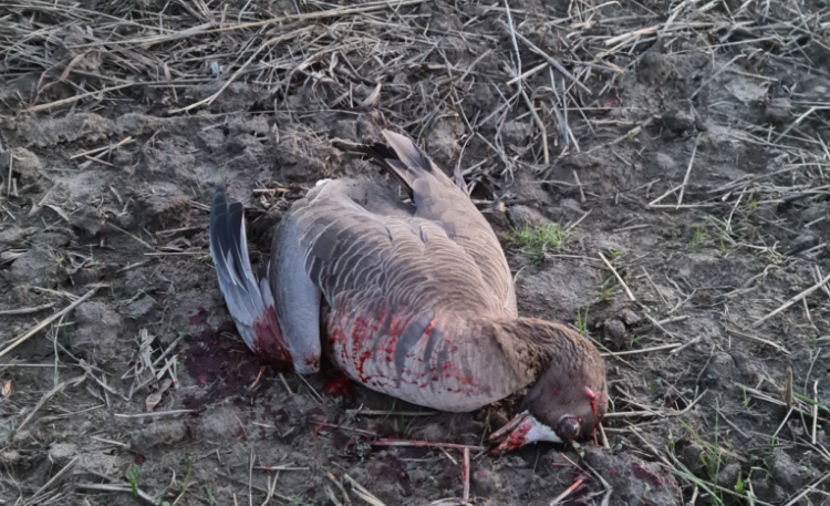 Braconaj pe lacul Iezer Călărași: Gârliță mare, împușcată