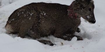 Mistreți și iezi ucisi pe un fond de vânătoare din Maramureș. Suspecții sunt foști polițiști. VIDEO