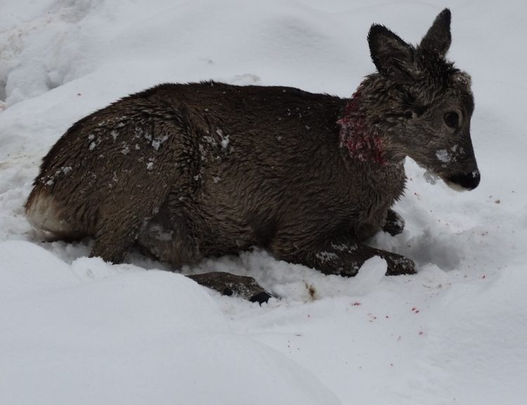 Mistreți și iezi ucisi pe un fond de vânătoare din Maramureș. Suspecții sunt foști polițiști. VIDEO
