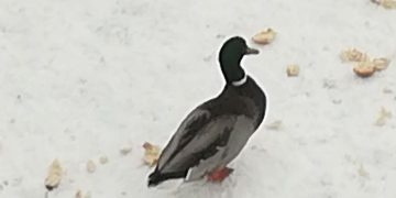 Să ne bucurăm de raţele sălbatice de pe Săsar