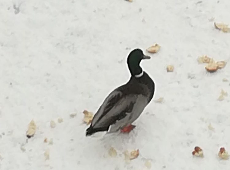 Să ne bucurăm de raţele sălbatice de pe Săsar