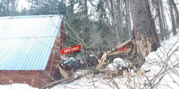 Ocolul Silvic Baia Mare fără reacție după ce un copac a distrus REFUGIUL PETOFI