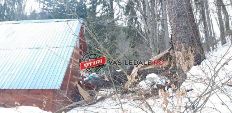 Ocolul Silvic Baia Mare fără reacție după ce un copac a distrus REFUGIUL PETOFI