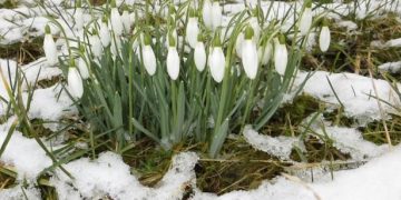 Primii ghiocei au răsărit. Primăvara e aproape