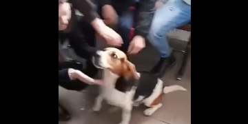 VIDEO HALUCINANT: Un portar dintr-un liceu lăpușean a chinut un câine, intrând cu securea printre elevi